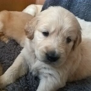 golden retriever puppies for sale adelaide