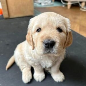 golden retriever puppies for sale melbourne