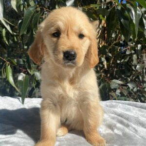 golden retriever puppies for sale sydney