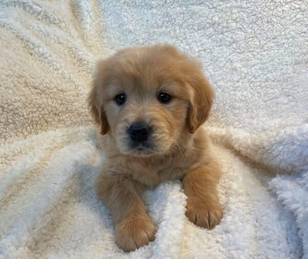 golden retriever puppies